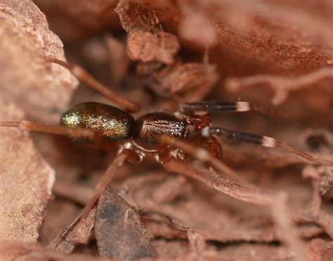 how are ants similar to spiders